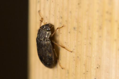 Helophorus sp.
